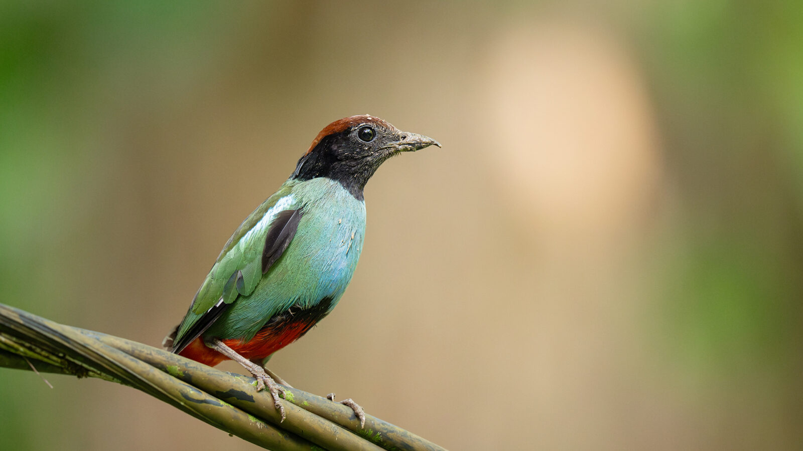 Nicobar Hooded Pitta