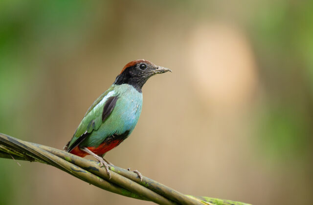 Nicobar Hooded Pitta