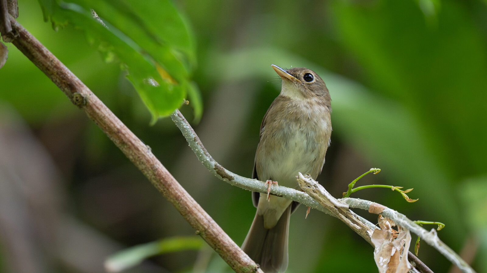 Nicobar Jungle Flycatcher