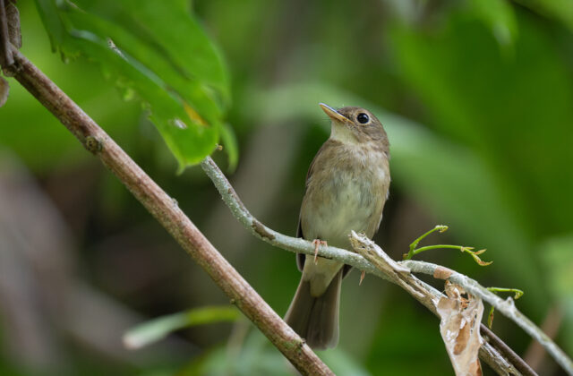 Nicobar Jungle Flycatcher