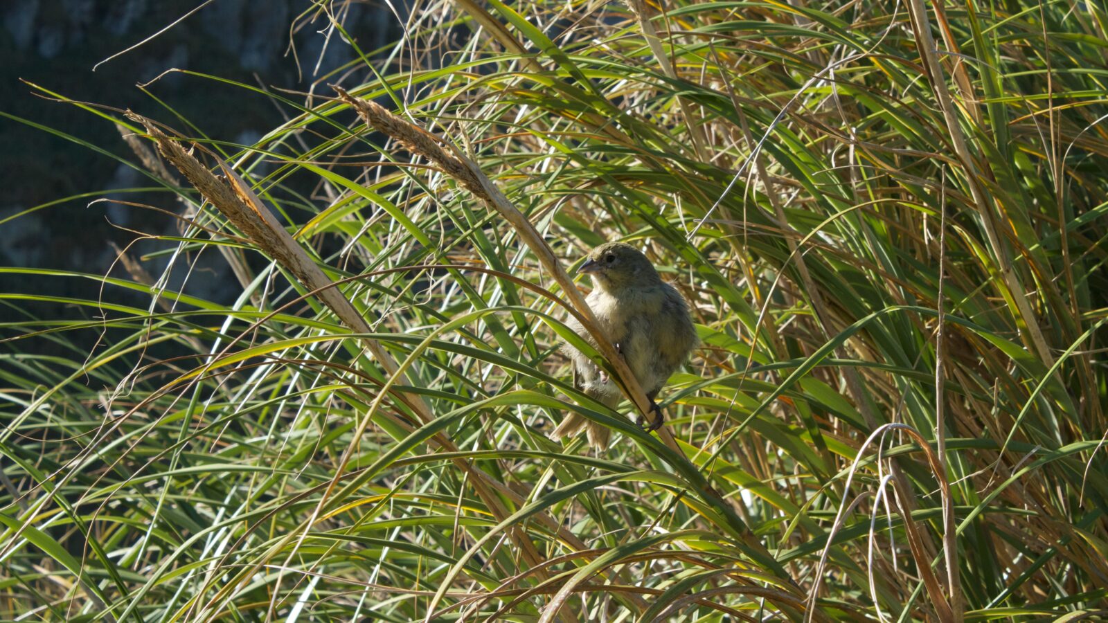 Nightingale Island Finch