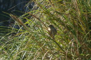 Nightingale Island Finch