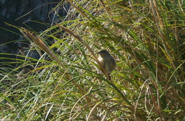 Nightingale Island Finch