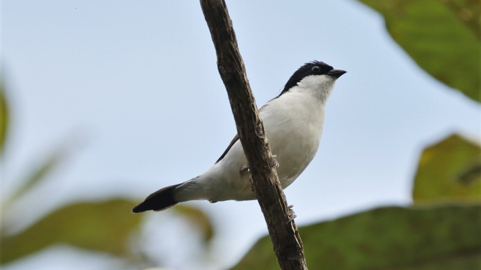 White-breasted Nigrita