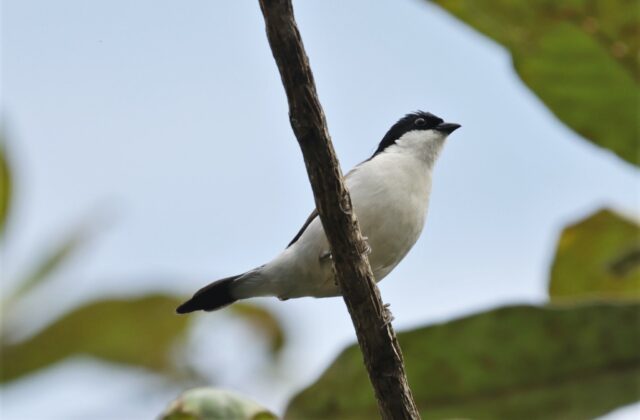 White-breasted Nigrita