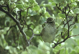 Millerbird