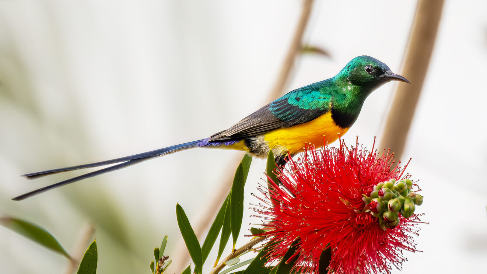 Nile Valley Sunbird