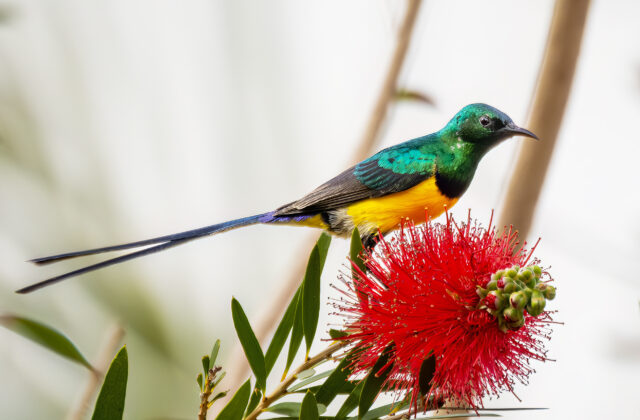 Nile Valley Sunbird