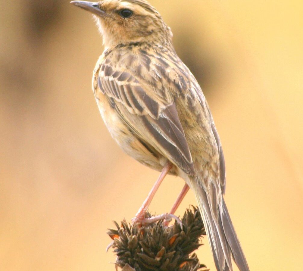 Nilgiri Pipit