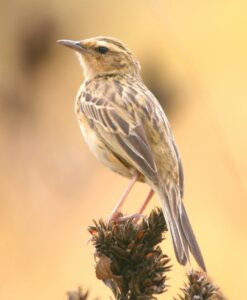 Nilgiri Pipit