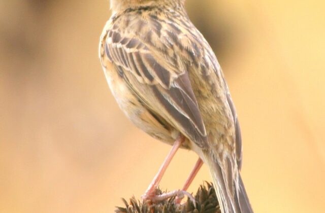 Nilgiri Pipit