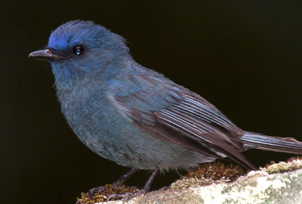 Nilgiri Flycatcher
