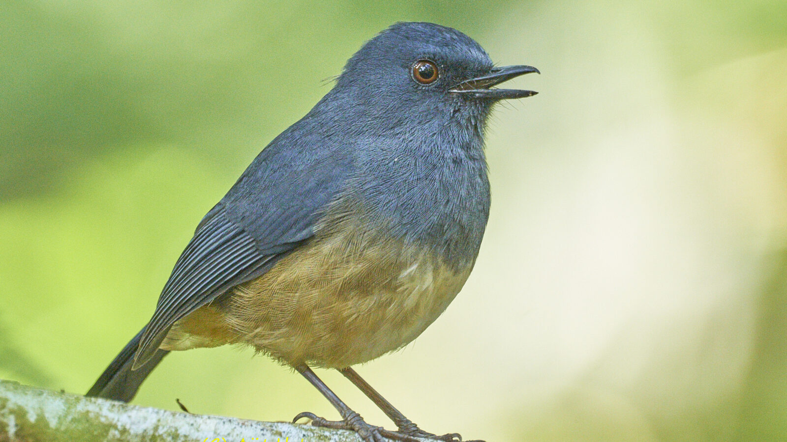 Nilgiri Blue Robin
