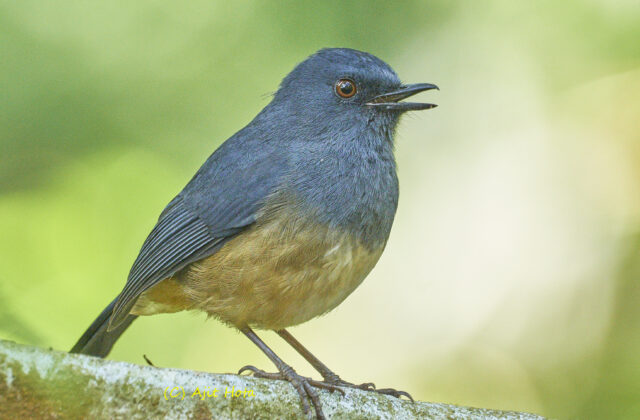 Nilgiri Blue Robin