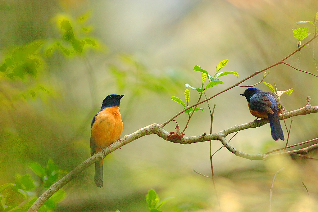 Taiwan Vivid Niltava