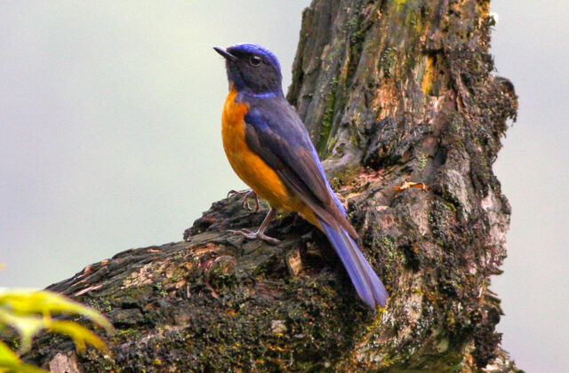 Chinese Vivid Niltava