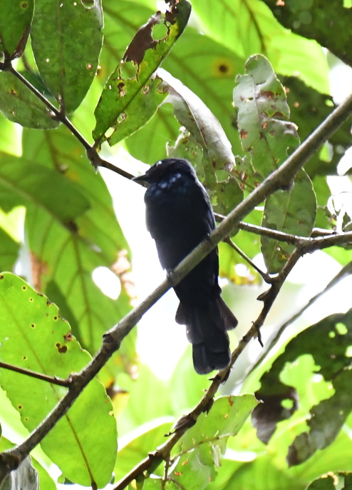 Nimba Flycatcher