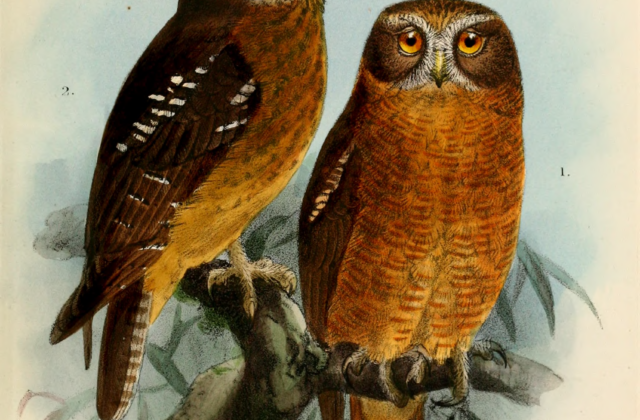 Ochre-bellied Boobook