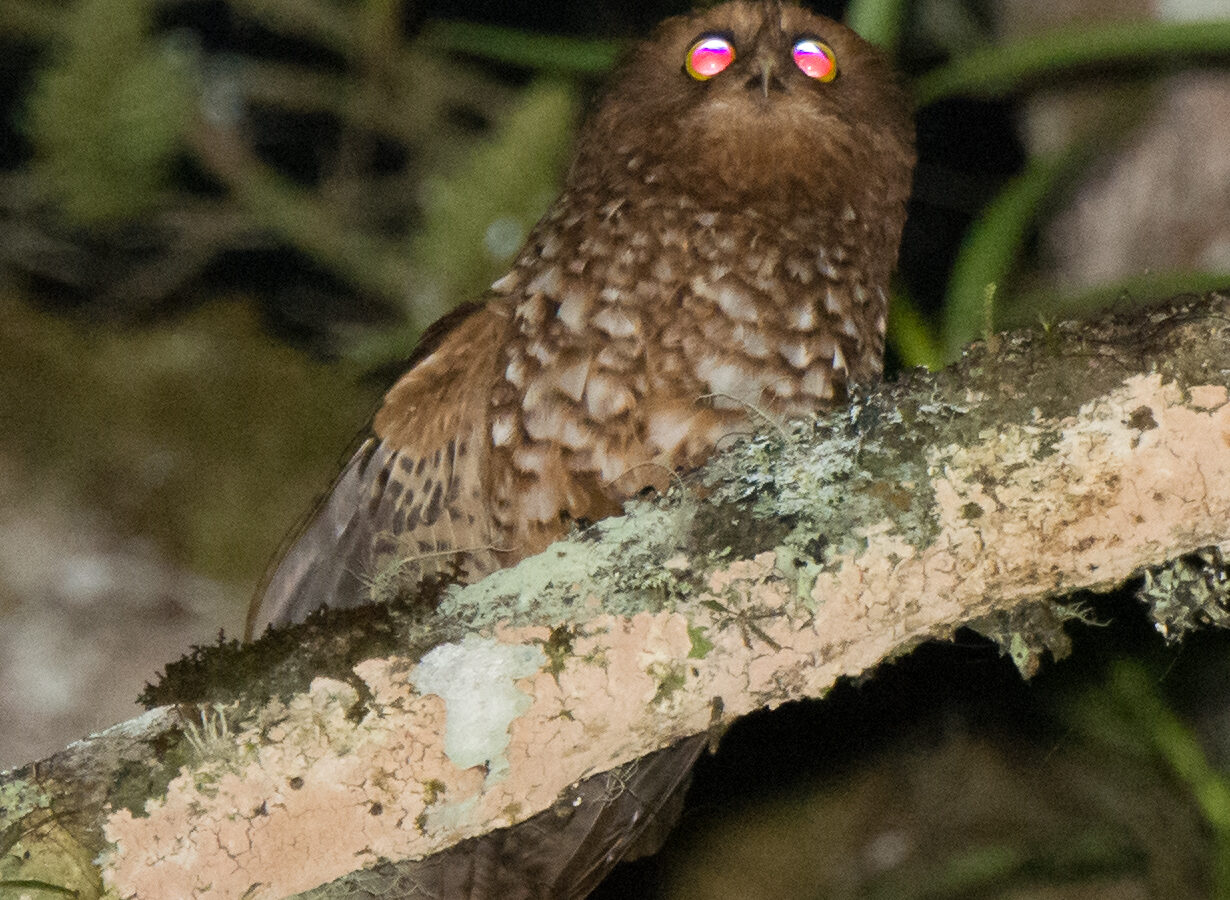 Cinnabar Boobook