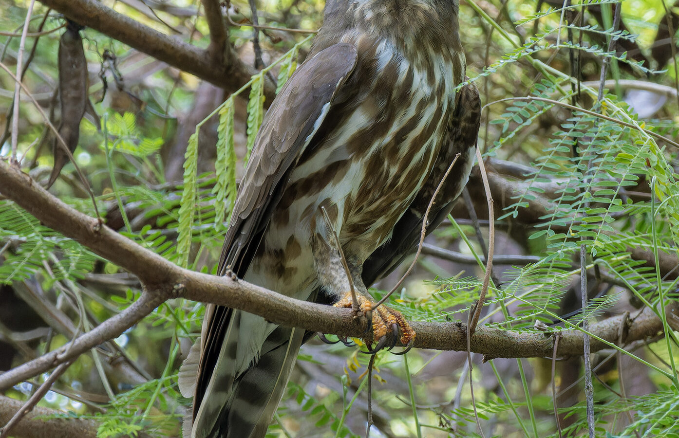 Northern Boobook