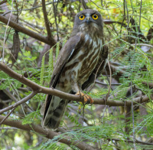 Northern Boobook