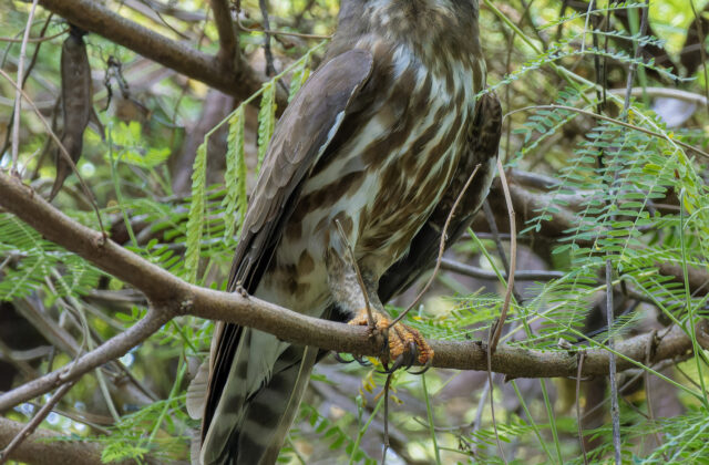 Northern Boobook