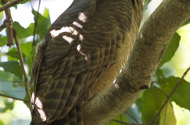 Rufous Owl