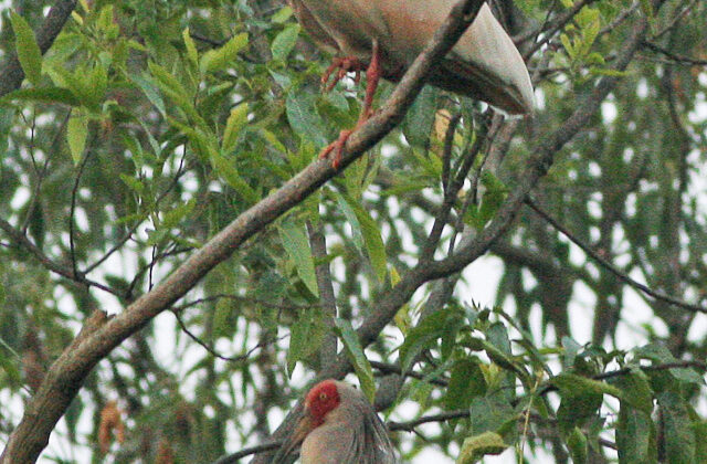 Crested Ibis