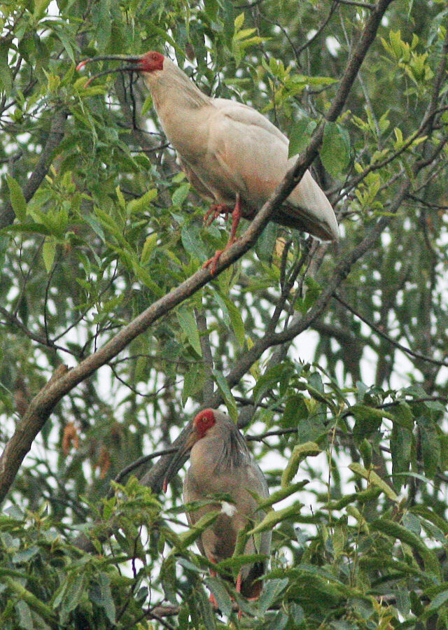 Crested Ibis
