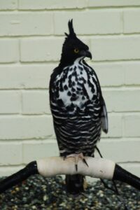 Blyth’s Hawk-Eagle