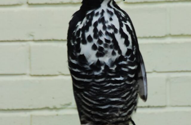 Blyth’s Hawk-Eagle