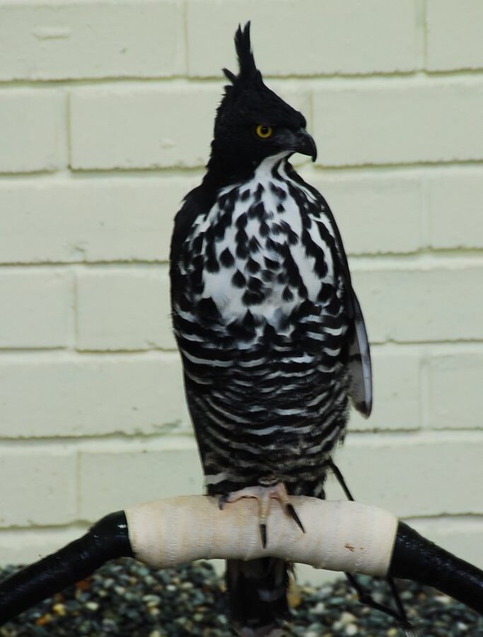 Blyth’s Hawk-Eagle