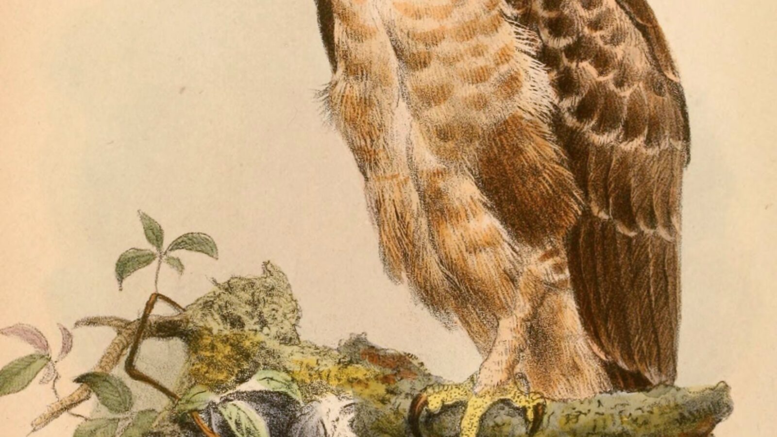 Wallace’s Hawk-Eagle
