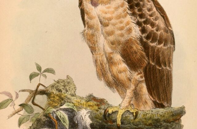 Wallace’s Hawk-Eagle