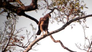 Philippine Hawk-Eagle