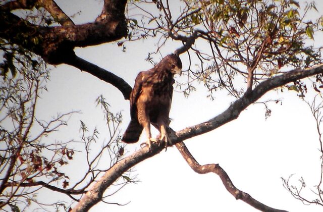 Philippine Hawk-Eagle
