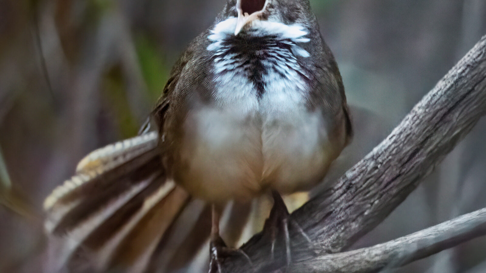 Noisy Scrubbird