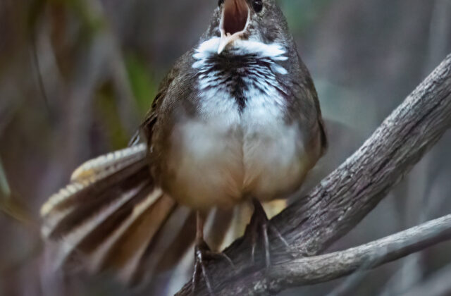 Noisy Scrubbird