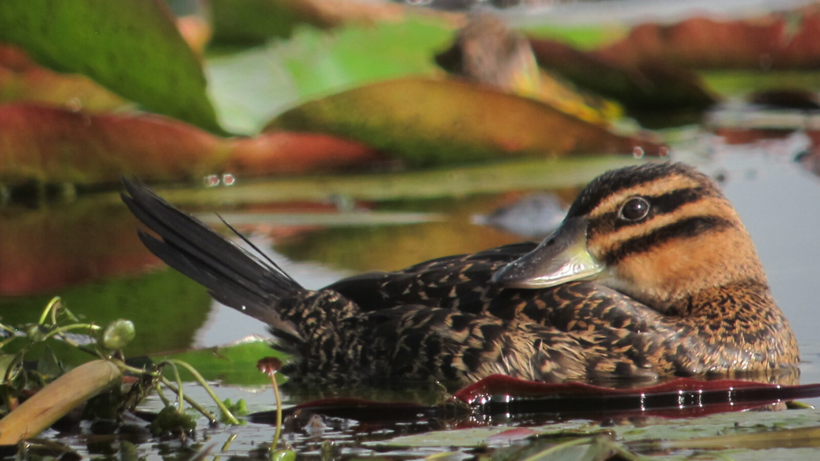 Masked Duck
