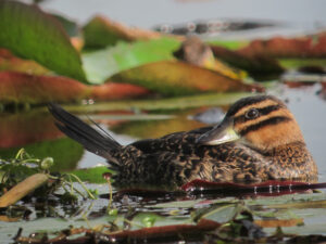 Masked Duck