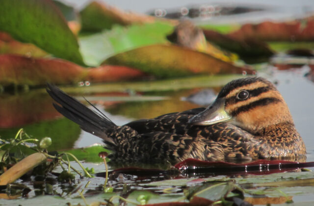 Masked Duck