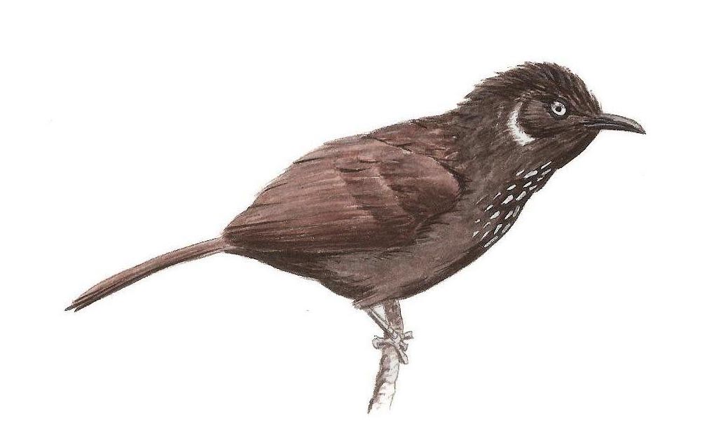 Nonggang Babbler