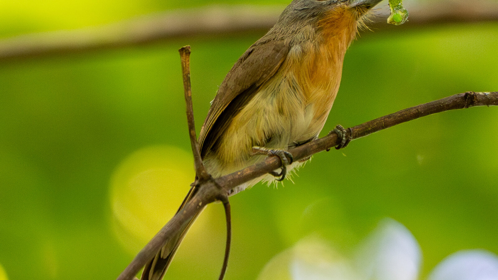Grey-cheeked Nunlet