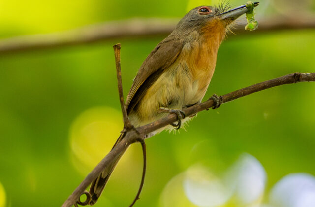 Grey-cheeked Nunlet