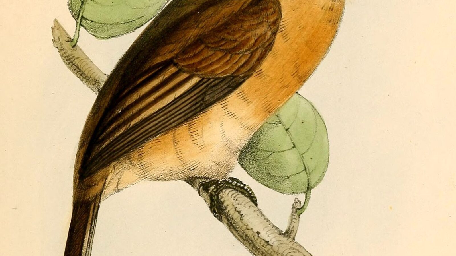 Rusty-breasted Nunlet