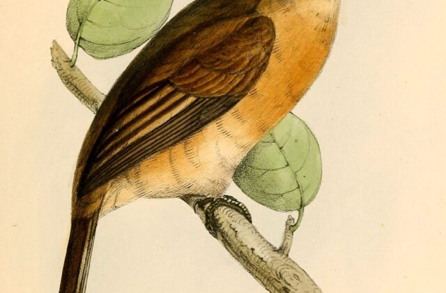Rusty-breasted Nunlet