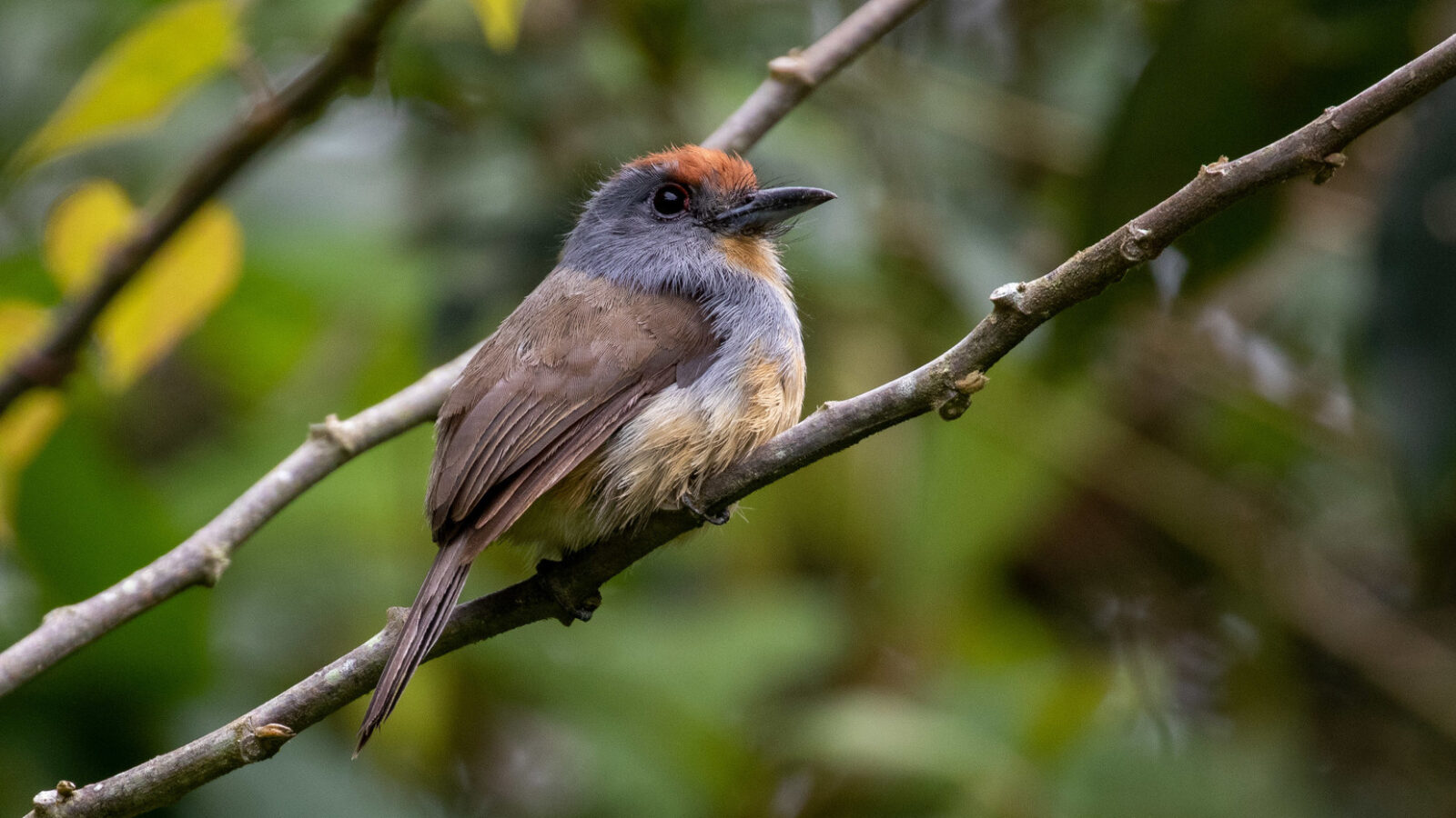 Rufous-capped Nunlet