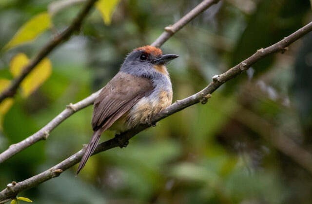 Rufous-capped Nunlet