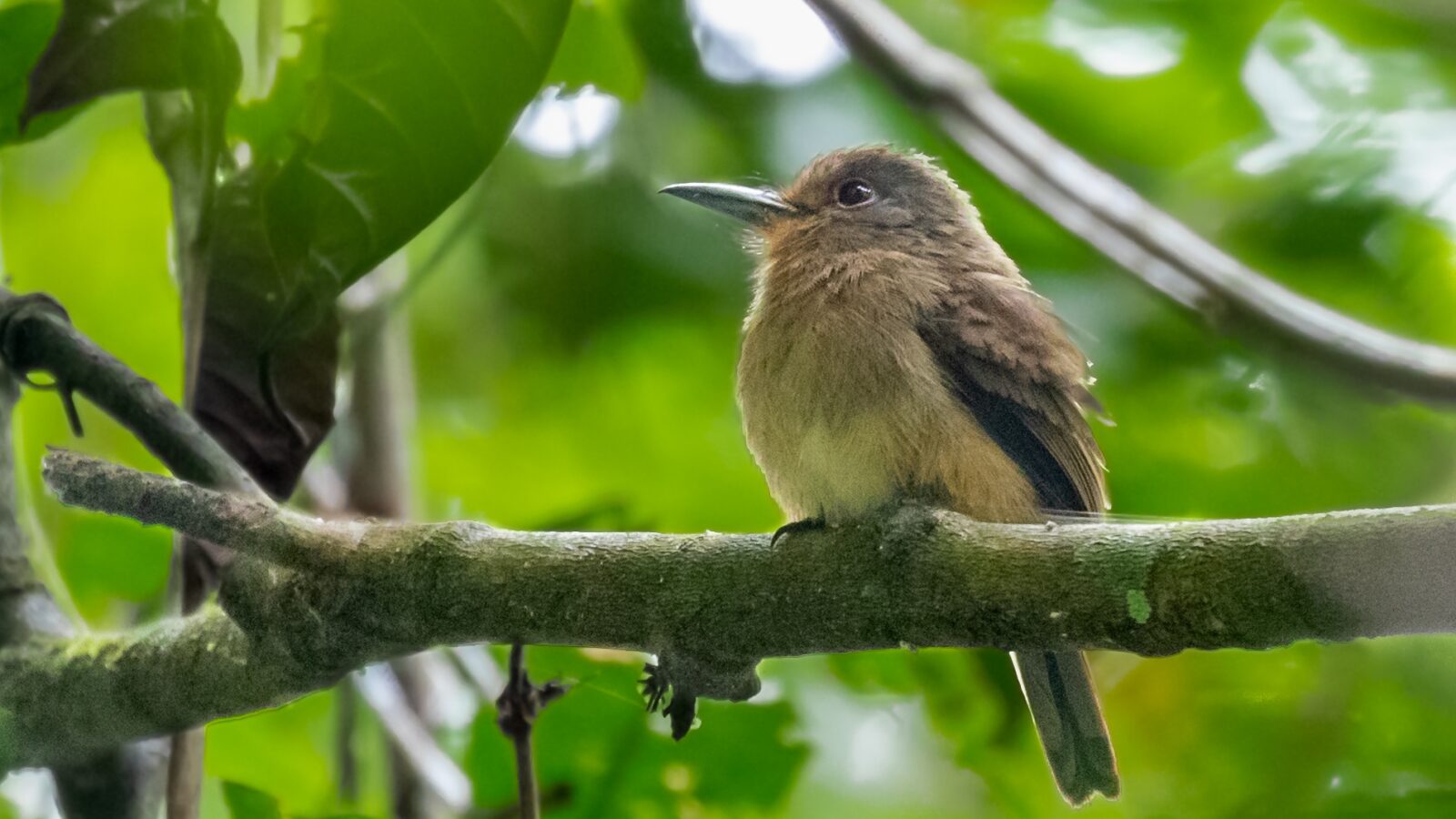 Fulvous-chinned Nunlet