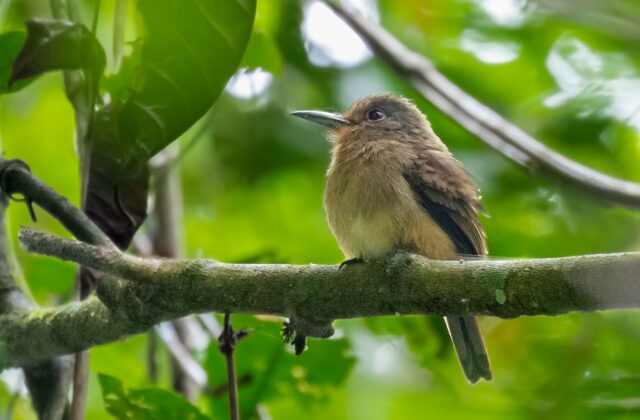 Fulvous-chinned Nunlet